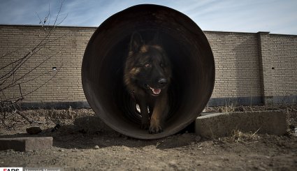 تصاویر/ مانور امداد و نجات سگ های تجسس