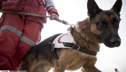 تصاویر/ مانور امداد و نجات سگ های تجسس