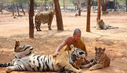 معبد متخصص برعاية النمور في تايلاندا