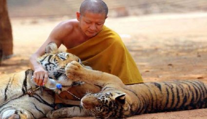 معبد متخصص برعاية النمور في تايلاندا