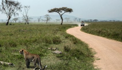 حديقة سرنغتي الوطنية في تنزانيا 