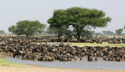 حديقة سرنغتي الوطنية في تنزانيا 