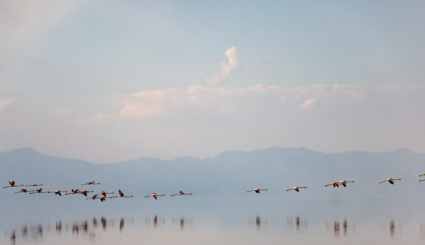عودة طيور الفلامنجو  الى بحيرة ارومية الايرانية 