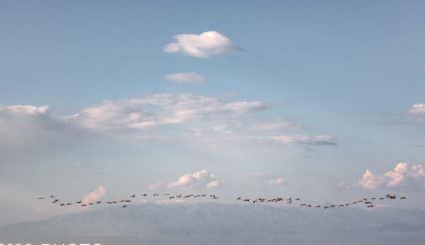 عودة طيور الفلامنجو  الى بحيرة ارومية الايرانية 