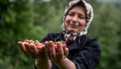 حصاد الفراولة في محافظة كيلان شمال ايران