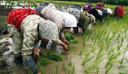 مزارع الأرز بمحافظة جيلان