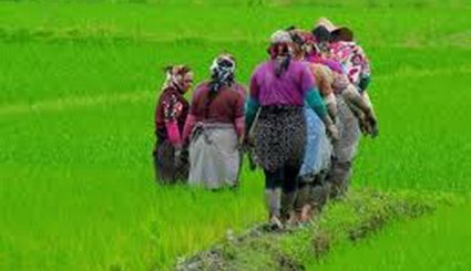 مزارع الأرز بمحافظة جيلان