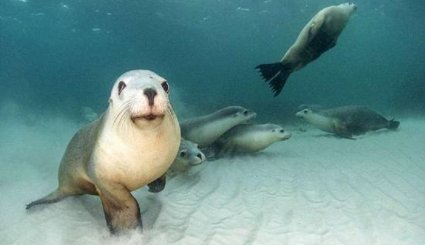 كلاب البحر تلعب مع مصور في أعماق المحيط