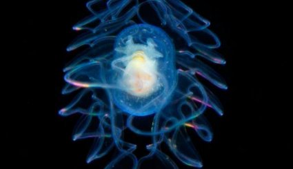 
العوالق أجسام مثيرة للإعجاب من تحت الماء
