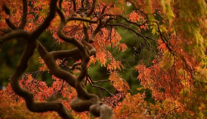 16 صورة بانورامية لظلال الخريف الساحرة من الشرق إلى الغرب