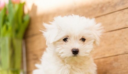 صور: أجمل وأصغر الكلاب التى يمكن أن ترها في حياتك 
