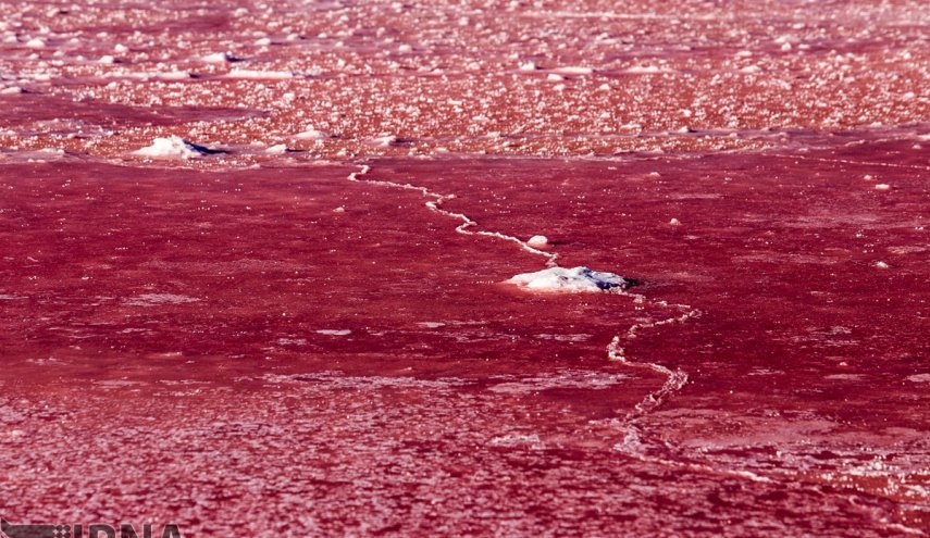 قرمز شدن ‌دریاچه مهارلو در شیراز | تصاویر