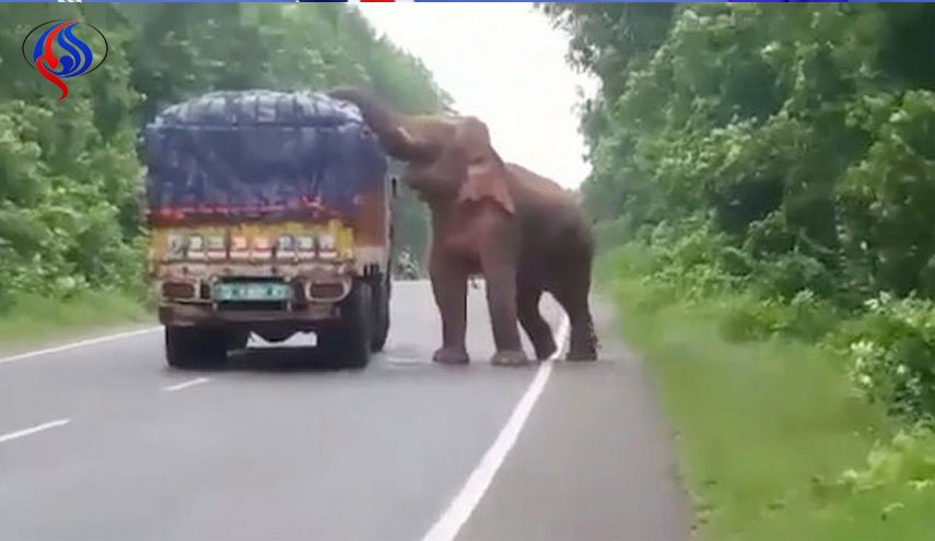 حمله فیل گرسنه به کامیون سیب‌زمینی در هند