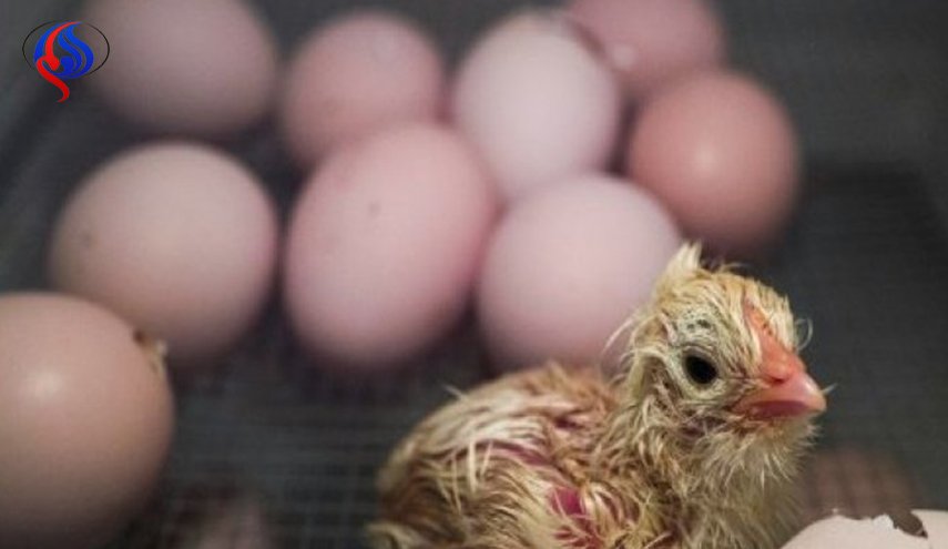 بعد البيض الملوث بمبيدات سامة.. فضيحة كبرى غذائية عالمية جديدة!