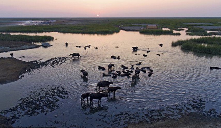 Iraq's vast marshes, reborn after Saddam, are in peril again

