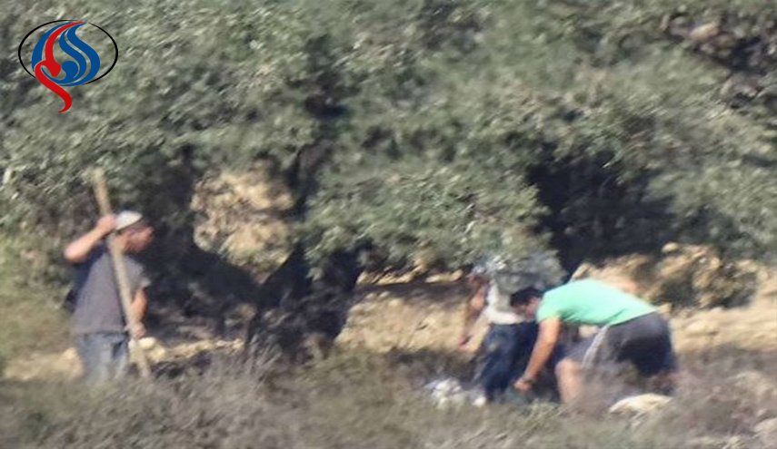 الاحتلال الصهیوني يعتدي بالضرب على متطوع إسباني 
