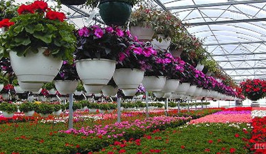 Iran's flower industry ready to bloom globally - aljazeera report
