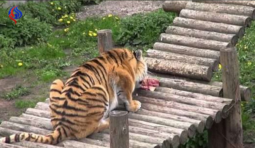 شاهد... انقضاض نمر على حارسة حديقة حيوانات!