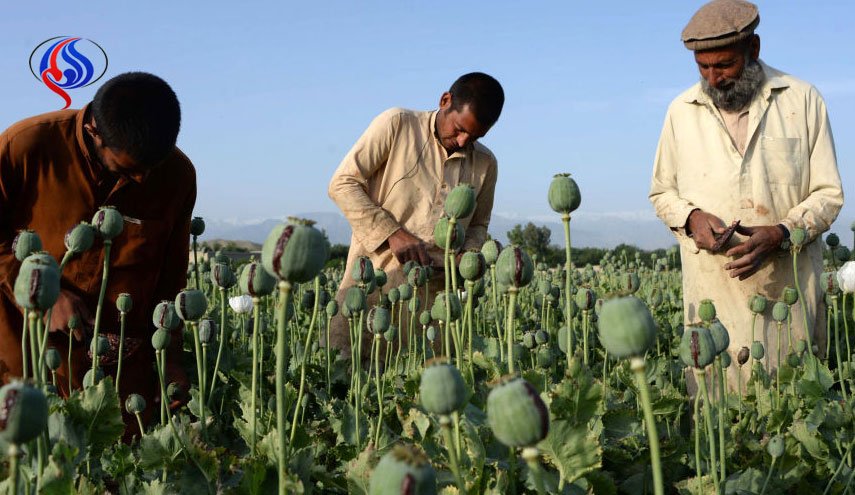 رکورد تولید تریاک در افغانستان شکسته شد