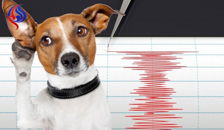 هل تستشعر الحيوانات الزلازل قبل وقوعها ؟! .. تعرَّف على التفاصيل 