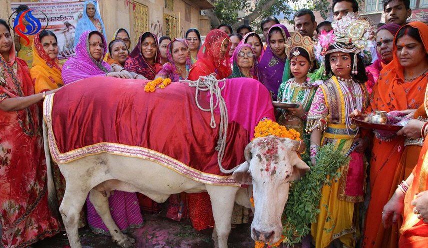 لماذا يعبد الهندوس البقر ؟ 