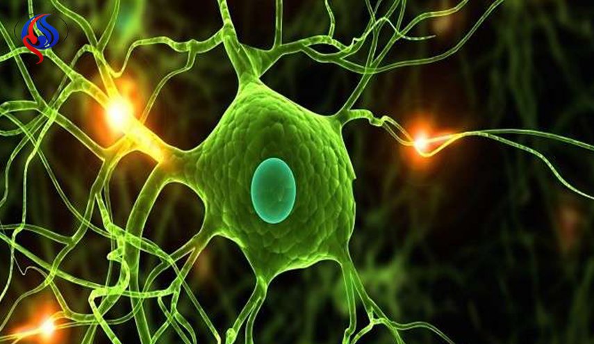 علماء ألمان يرسلون خلايا الإنسان العصبية إلى الفضاء