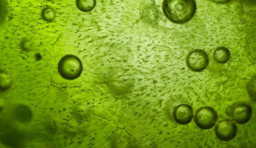 باحثان ايرانيان يصنعان جهازا مضادا للطحالب