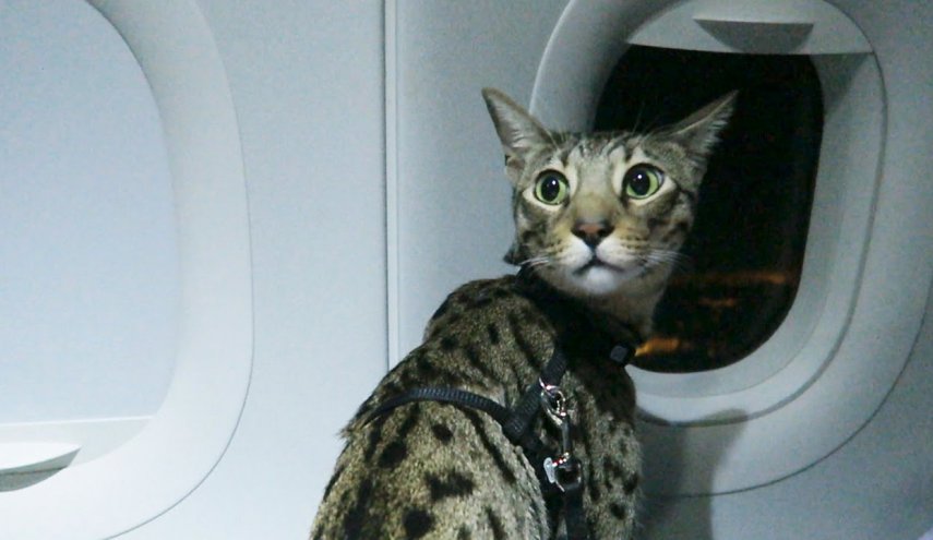 فرود اضطراری هواپیما به دلیل وجود گربه در کابین خلبان