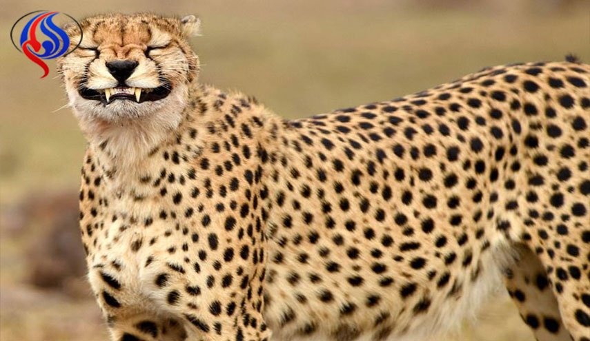 عربي يلتقط صورة الفهد المبتسم !! من وأين؟