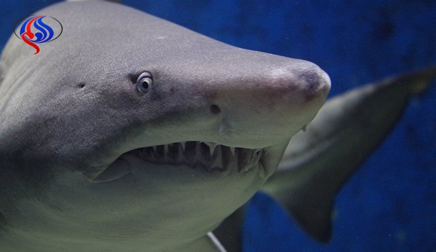 العثور على جثث المئات من أسماك القرش في إيران