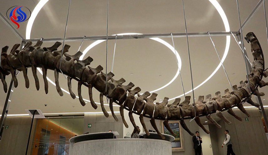 ذيل ديناصور من المغرب يباع في مزاد بالمكسيك!