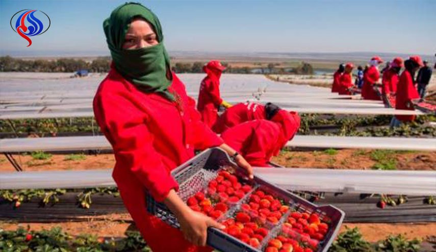 إسبانيا تستعد لاستقبال الاف مغربية للعمل في حقول الفراولة 
