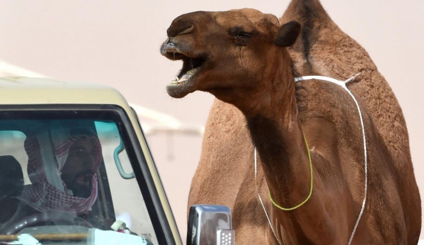 Botox disqualifies 12 camels from Saudi Arabian beauty contest