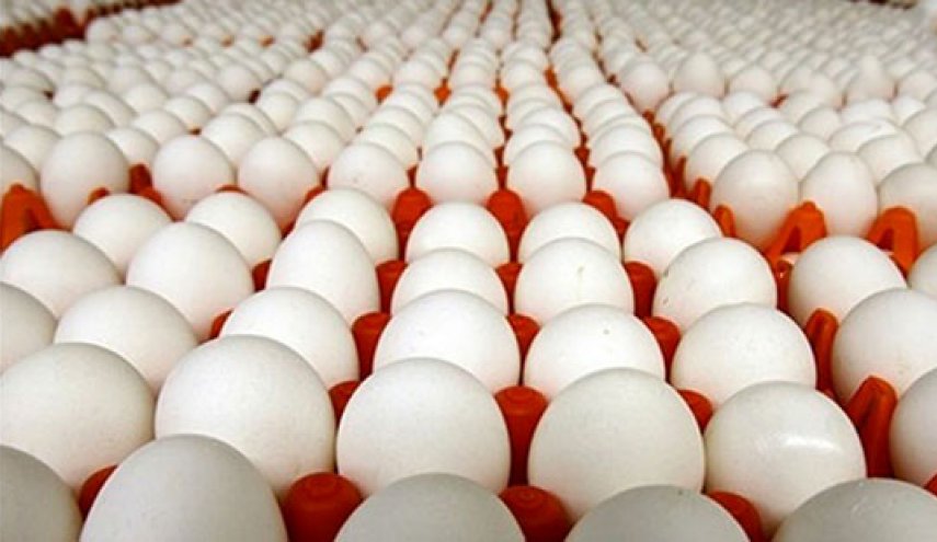 واردات تخم‌مرغ افزایش یافت!
