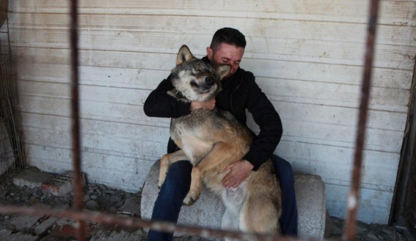Kosovo farmer names one of his wolves Trump
