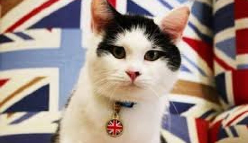 روایت بعیدی‌نژاد از «گربه‌های دیپلمات» در انگلستان