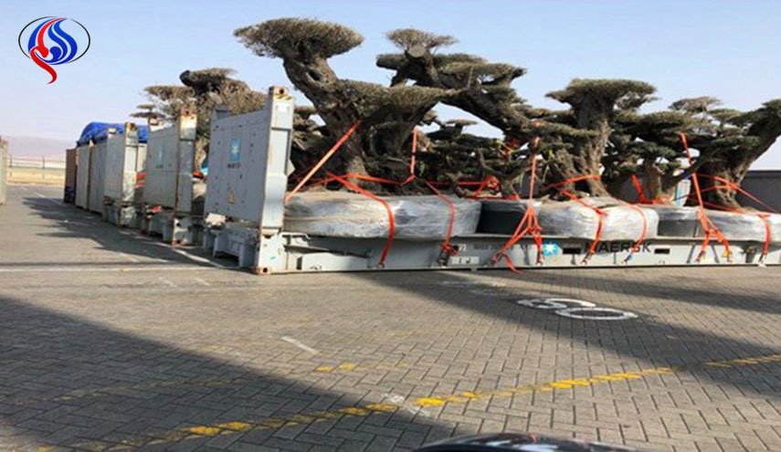 الامارات تسرق اشجارا معمرة ونادرة من جزيرة سقطرى اليمنية+ صور