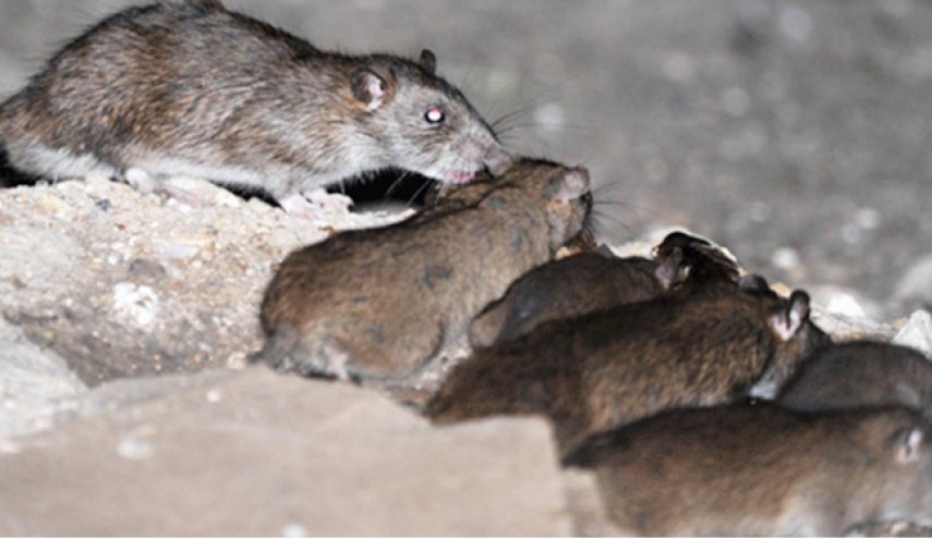 مقابله با موش‌های تهران چقدر هزینه دارد؟