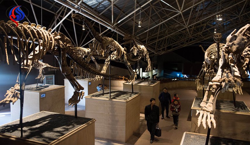 بلدة الديناصورات بالصين تستعيد 813 من أحافير الديناصورات 