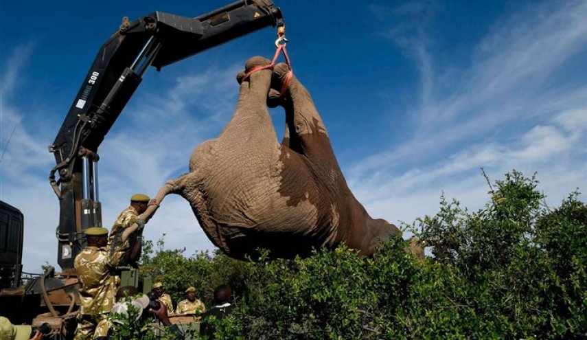 بالصور.. طريقة شحن الفيلة إلى الحدائق الوطنية في كينيا