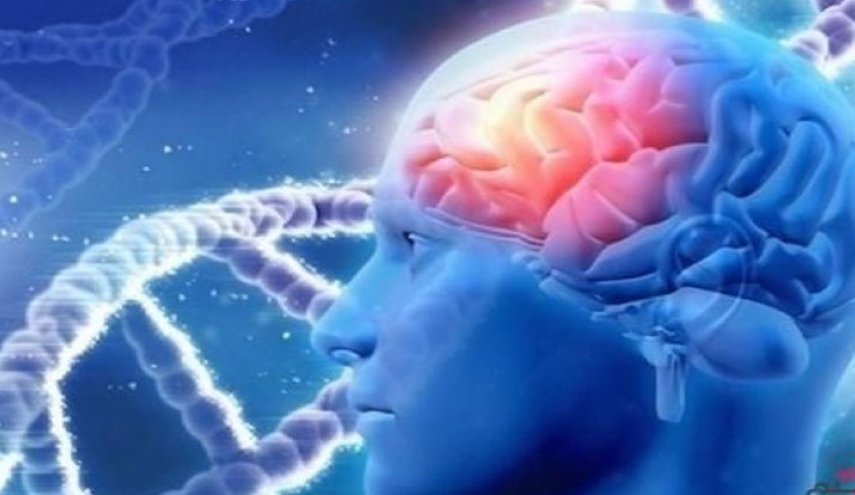 دراسة تكشف عن سن انتاج الدماغ لخلايا الذاكرة ..المعلومة تدهشك!