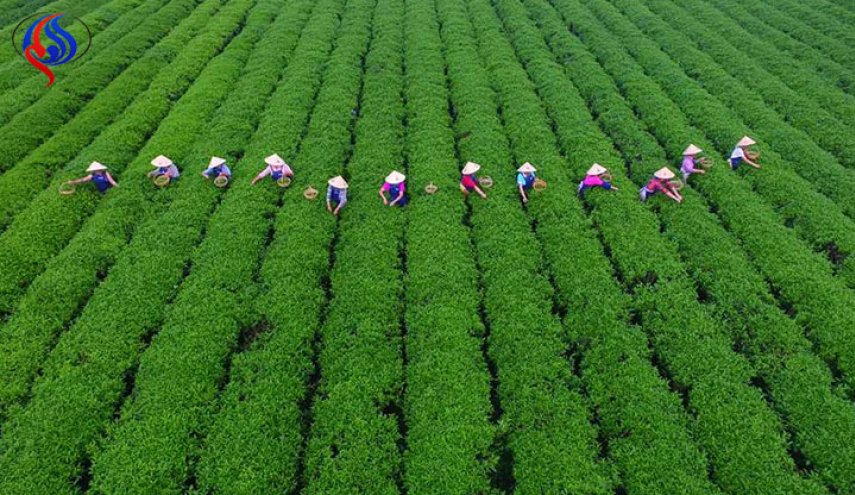 مزرعة شاي عراقية في فيتنام!
