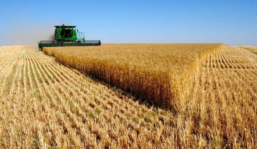 إيران تنوي شراء 10 ملايين طن من القمح المحلي هذا العام