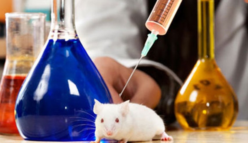 الفئران تشخص مرض السل!