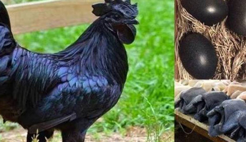 الدجاج الأسود.. سعره 2500 دولار !