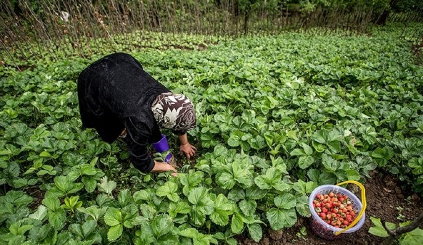 حصاد الفراولة في محافظة كيلان شمال ايران