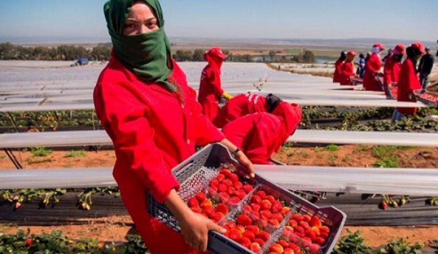 العاملات المغربيات يذقن مرارة الفراولة الإسبانية بجنيها!