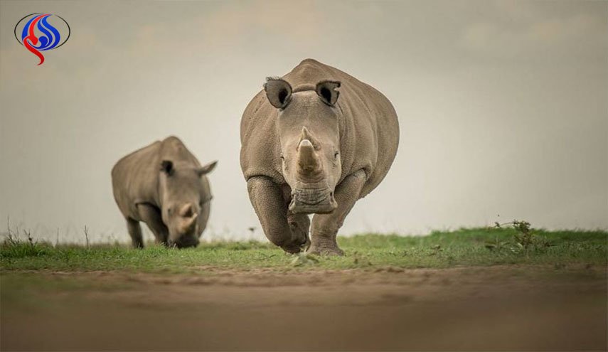 جشع الصيادين يلاحق انثى وحيد القرن