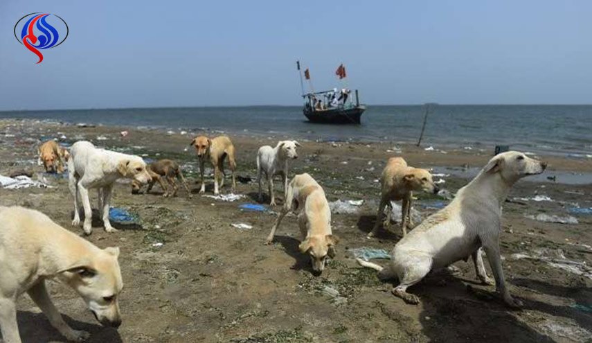 استنكار في لبنان لتسميم 90 كلبا أليفا في منطقة الميناء+صور