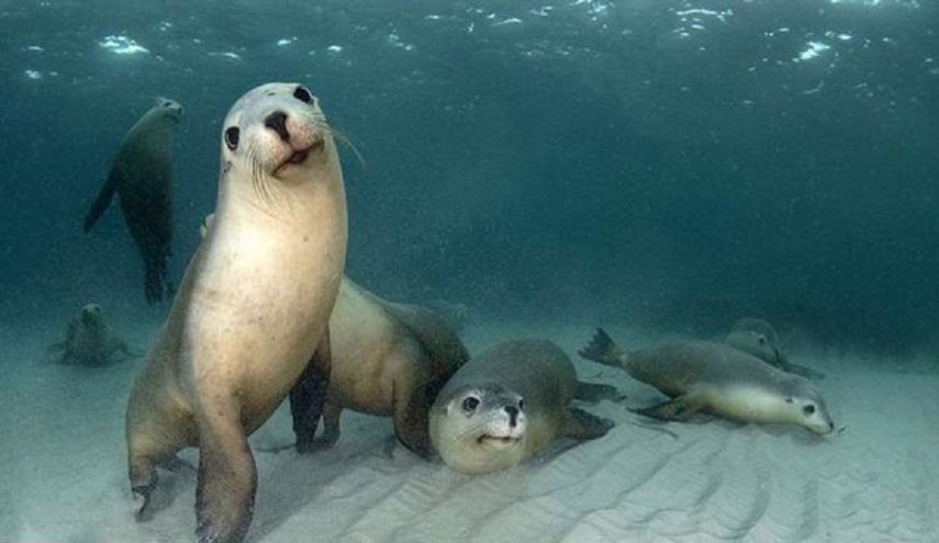 كلاب البحر تلعب مع مصور في أعماق المحيط